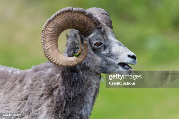 stone sheep - dall sheep stock pictures, royalty-free photos & images