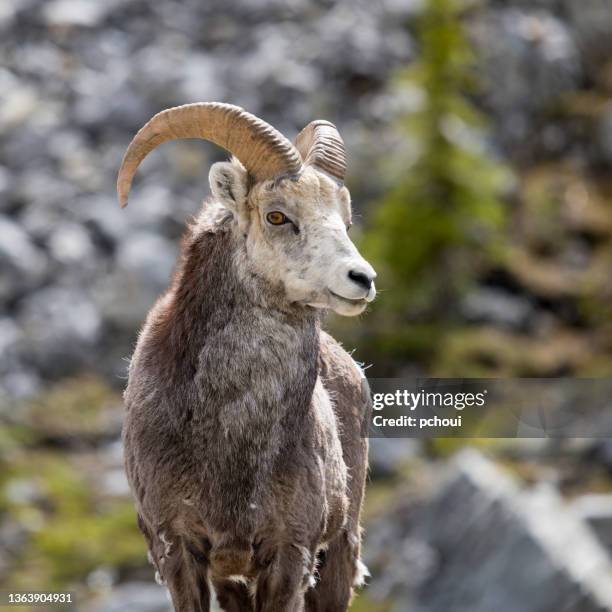 stone sheep - giant stone heads stock pictures, royalty-free photos & images