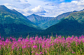 Fireweed in Anchorage, Alaska
