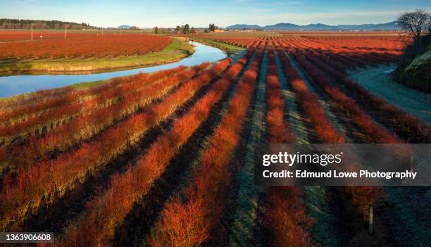 blueberry bushes in their bright red winter color seen in the skagit valley of washington state. - cena de estado imagens e fotografias de stock