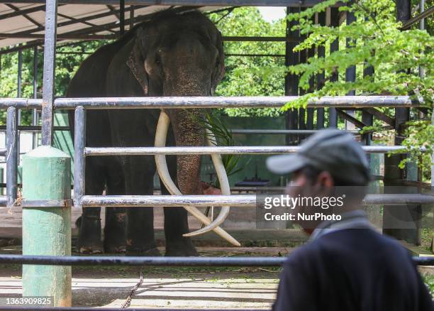 Thai tusker Sak Surin or Muthu Raja was seen at the Dehiwala Zoo in Colombo On June 30, 2023. Muthu Raja Elephant, gifted to Sri Lanka from Thailand...
