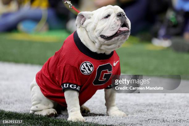 Georgia Bulldogs mascot Uga X sits on the sidelines in the second quarter of the game against the Alabama Crimson Tide during the 2022 CFP National...