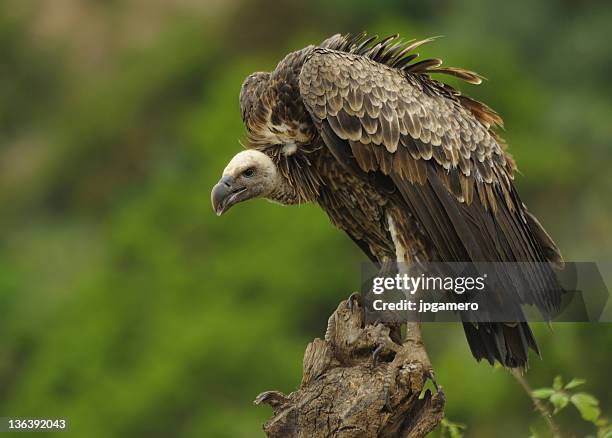 buitre moteado - vulture stock pictures, royalty-free photos & images