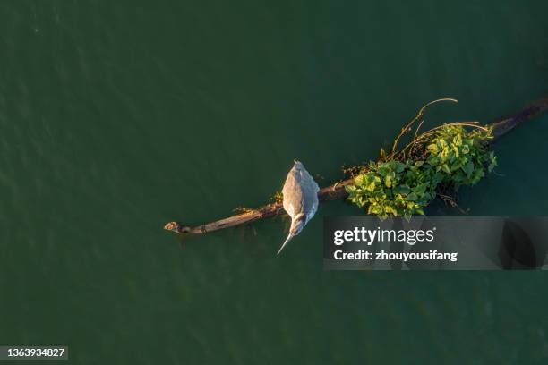 a heron standing in the water - kunming foto e immagini stock