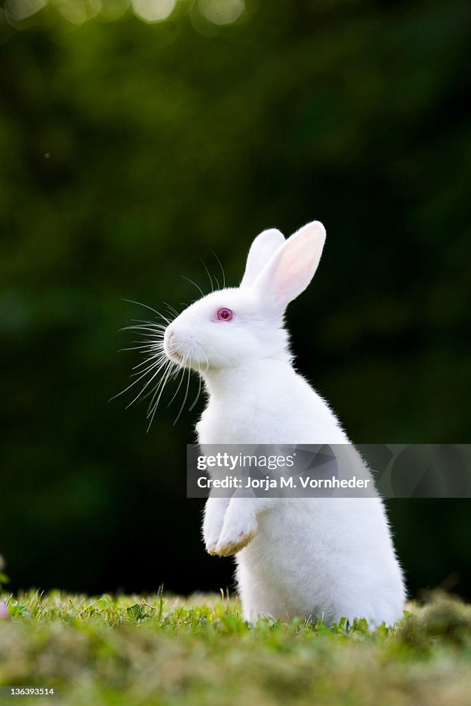 White Rabbti White Rabbit High-Res Stock Photo - Getty Images