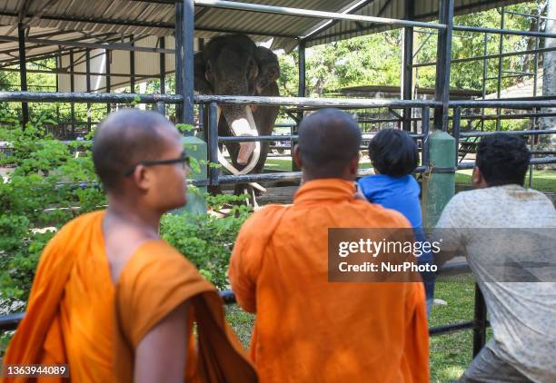 Muthu Raja 533 Raja (Elephant) Stock Photos, High-Res Pictures, and Images - Getty ...