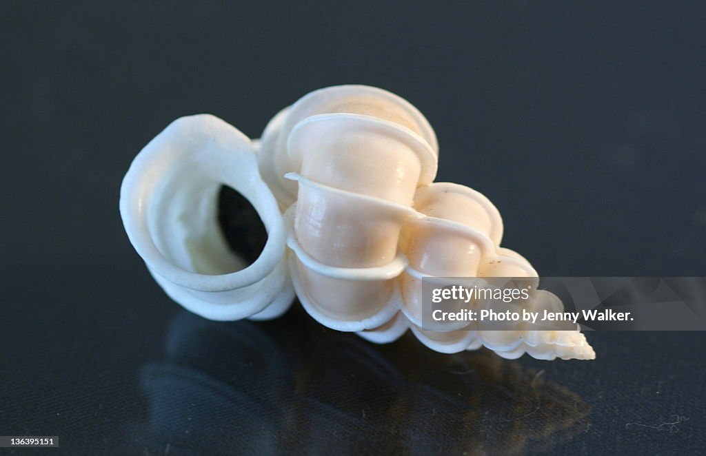 Beautiful shells