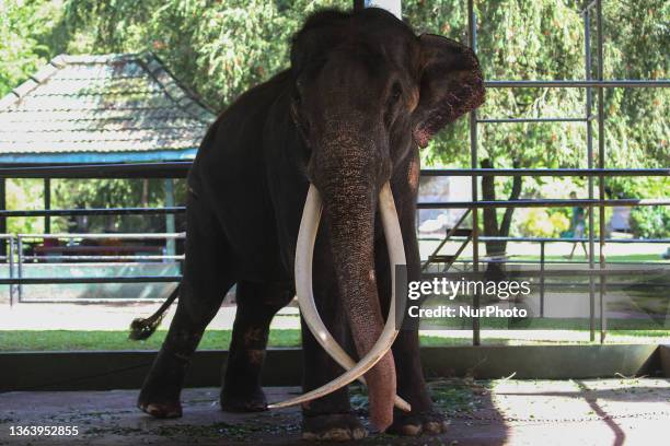 Muthu Raja 533 Raja (Elephant) Stock Photos, High-Res Pictures, and Images - Getty ...