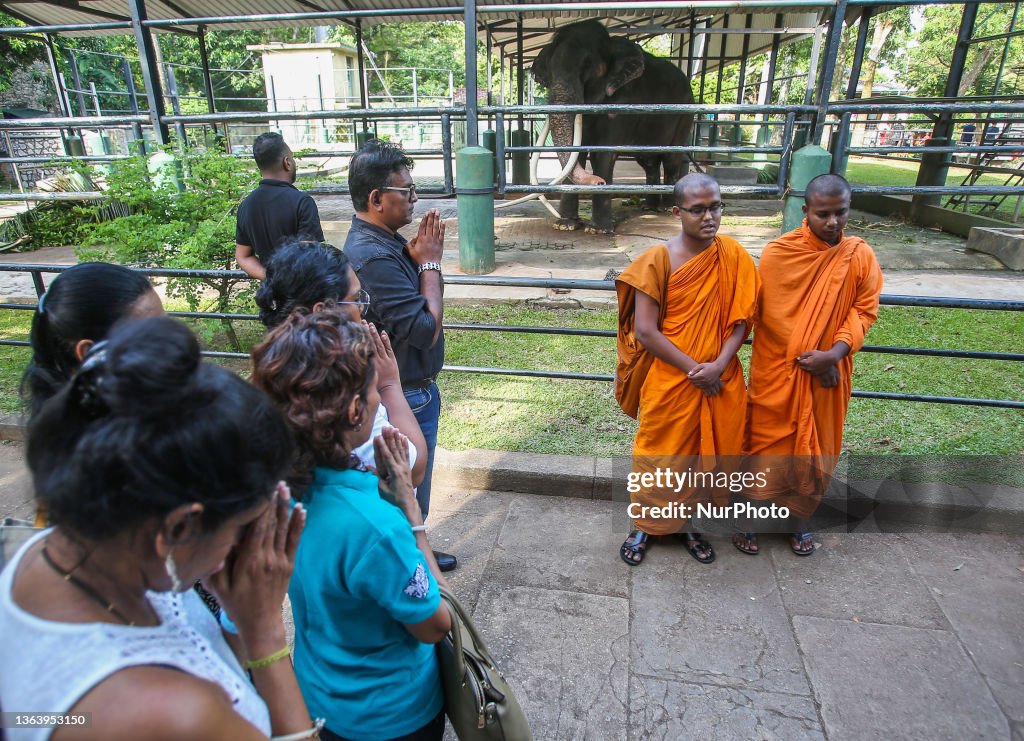 Muthu Raja Buddhist monks chant prayers in front of elephant Sak Surin or Muthu ...