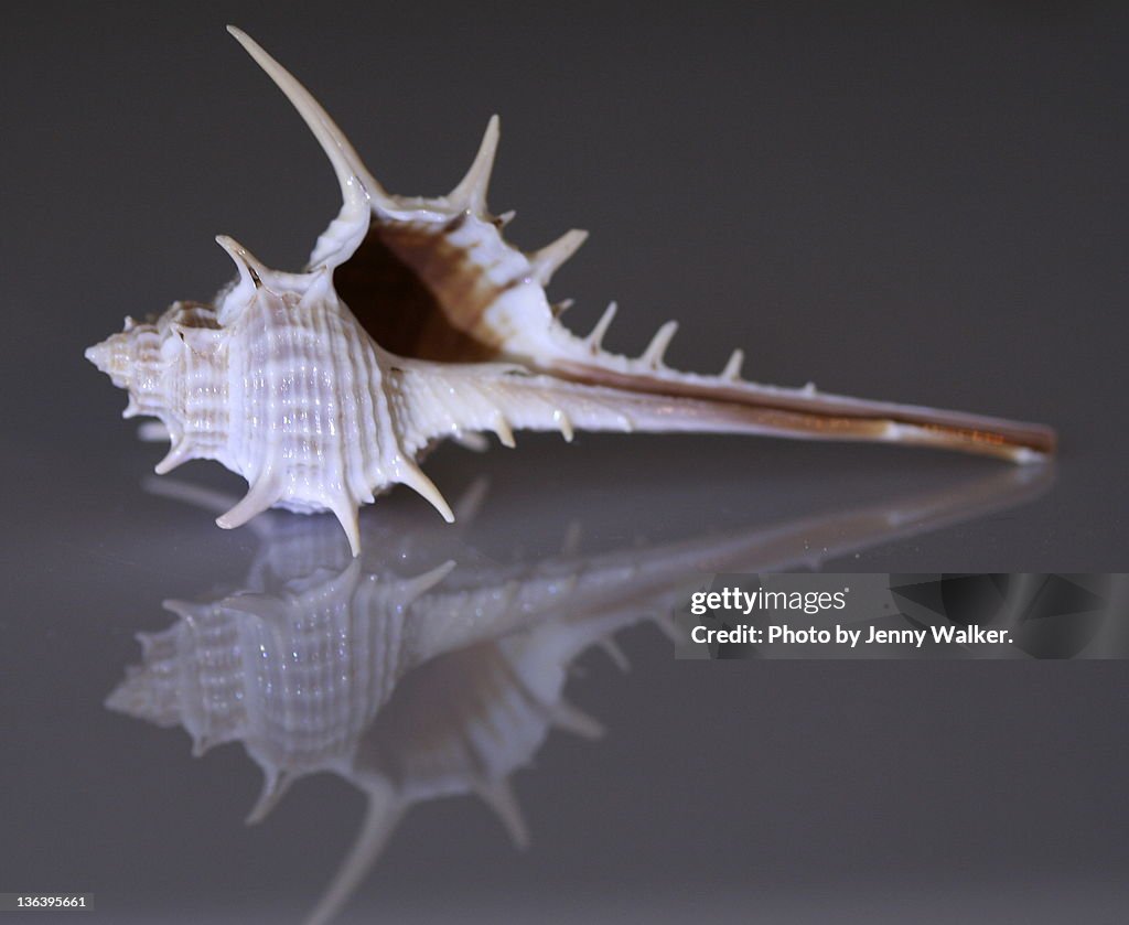Gastropod shell
