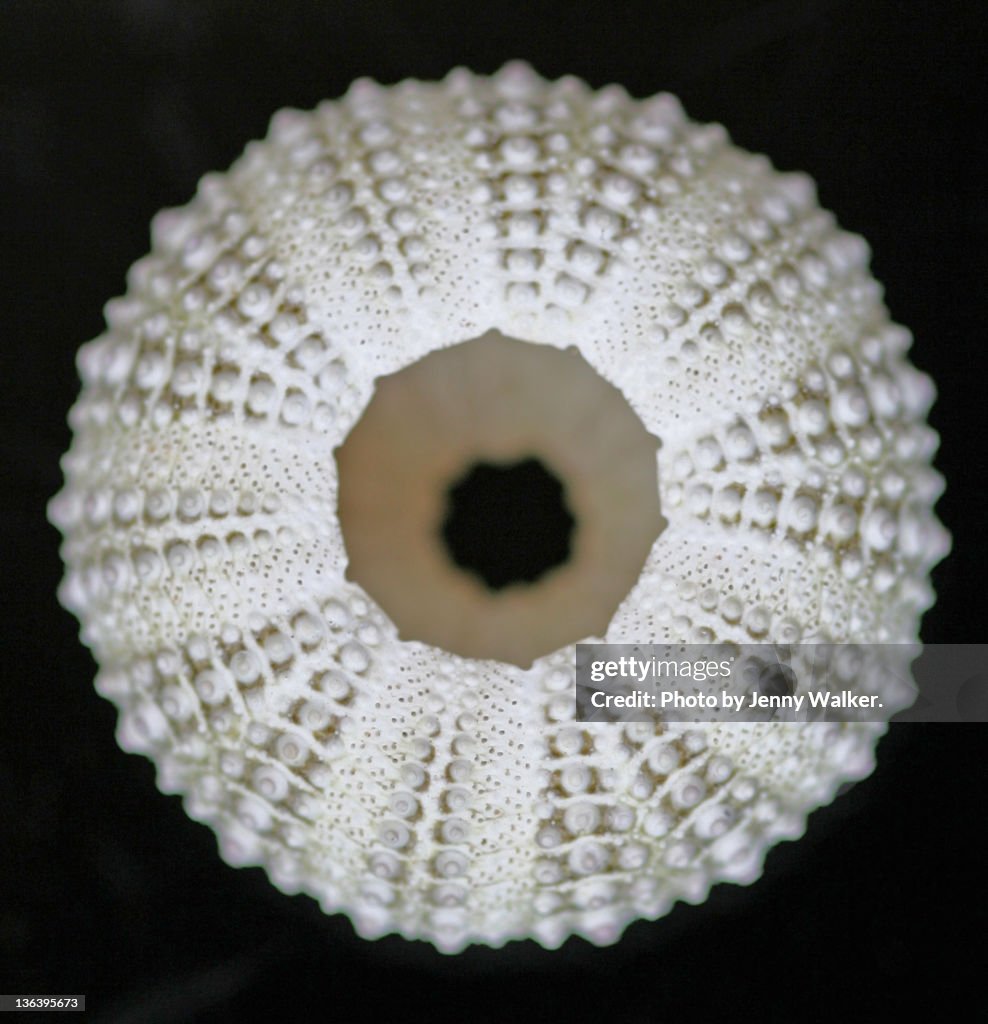 Sea urchin shell