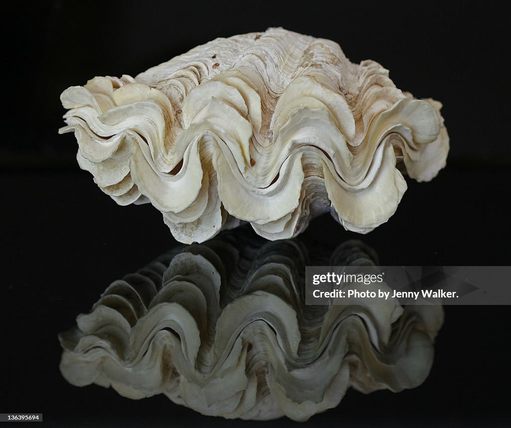 Fluted clam shell