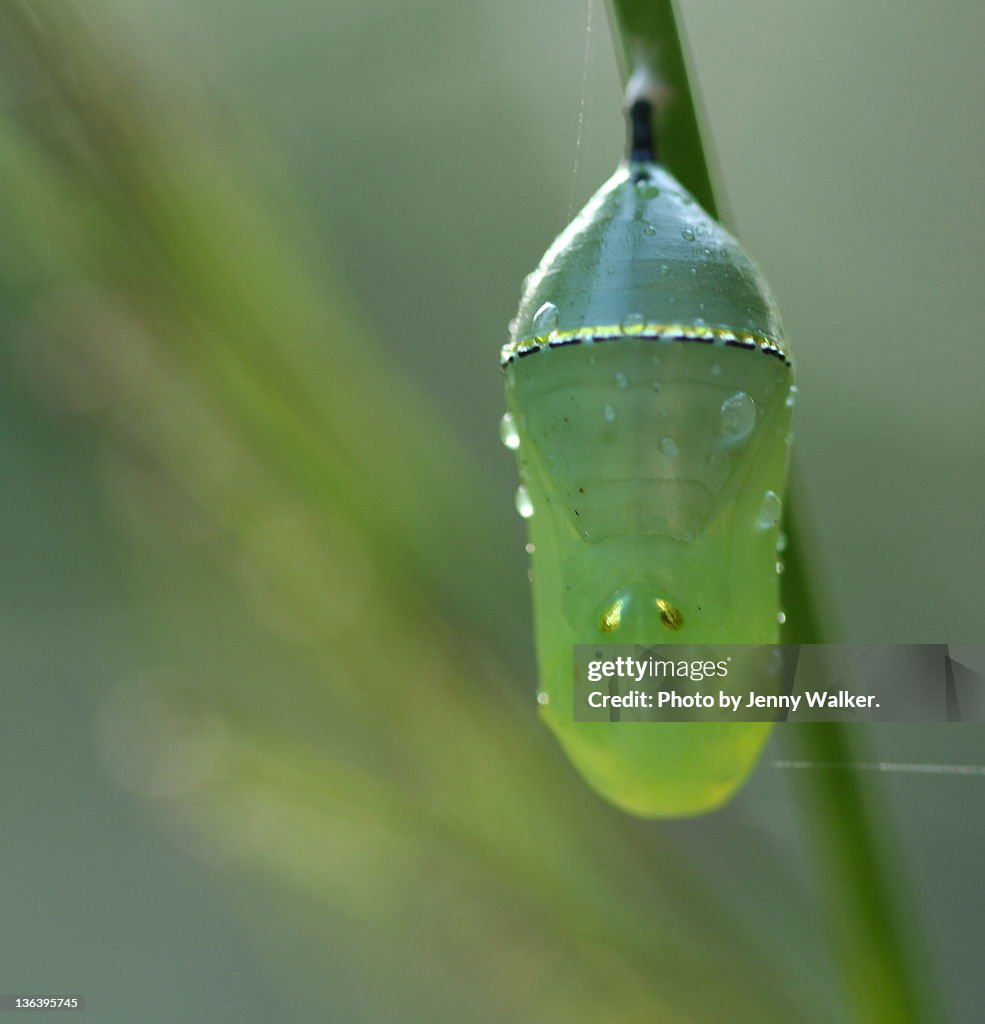 Cocoon