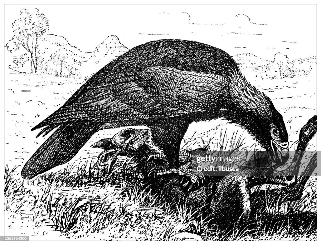 Antique illustration: wedge-tailed eagle (Aquila audax)