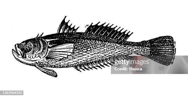 antique illustration: atlantic stargazer (uranoscopus scaber) - stargazer fish stock illustrations
