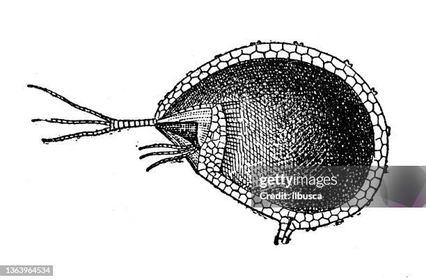 antique illustration: utricularia, bladderwort - bladderwort stock illustrations