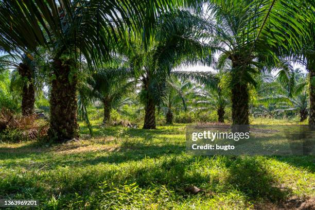 Palm Tree Plantation 3,942 Palm Oil Plantations Stock Photos, High-Res Pictures, and Images ...