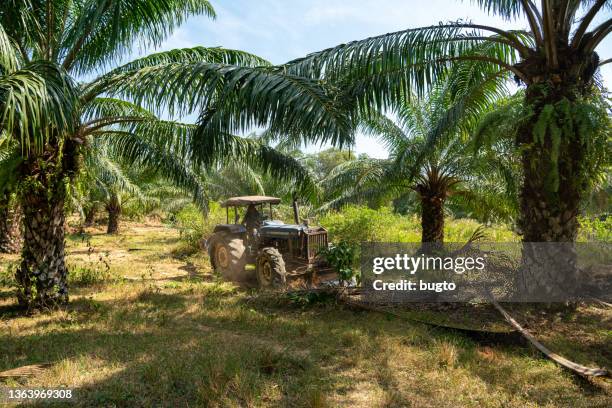 oil palm plantations - oil palm imagens e fotografias de stock