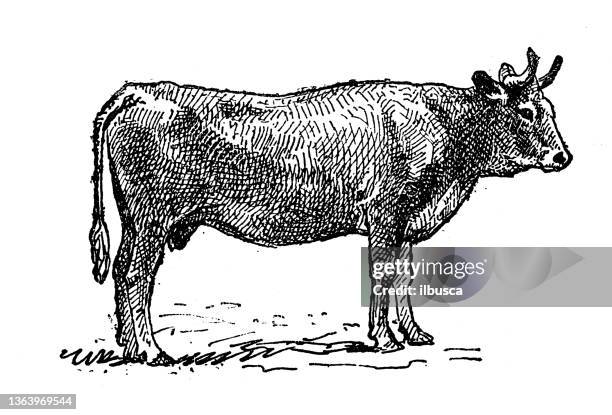 antique illustration: parthenaise cattle - black and white cow stock illustrations