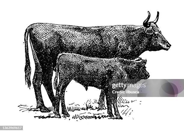 ilustrações de stock, clip art, desenhos animados e ícones de antique illustration: auvergne cattle - calf
