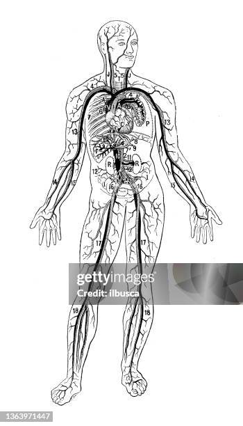illustrations, cliparts, dessins animés et icônes de illustration antique : vaisseaux sanguins - système sanguin