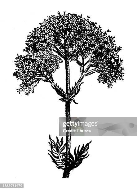 antique illustration: valerian (valeriana officinalis) - valeriana officinalis stock illustrations