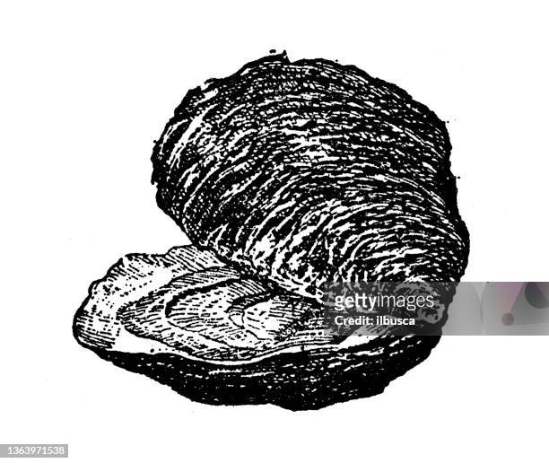 antique illustration: oyster - oyster pearl stock illustrations
