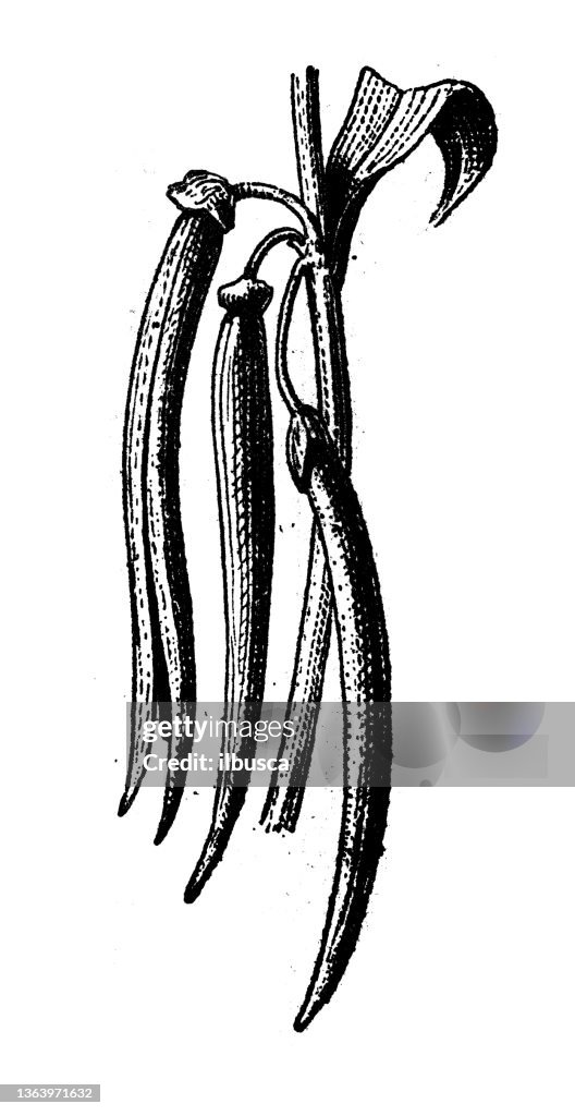 Antique illustration: Vanilla