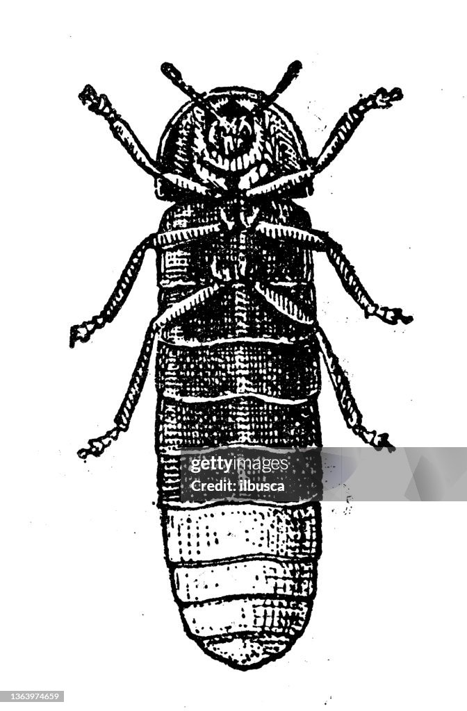 Antique illustration: Lampyris noctiluca, common glow-worm