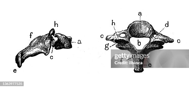 Antique illustration: Cervical vertebra Antique illustration: Cervical vertebra