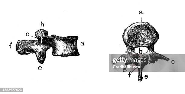 antique illustration: lumbar vertebra - lumbar vertebra stock illustrations