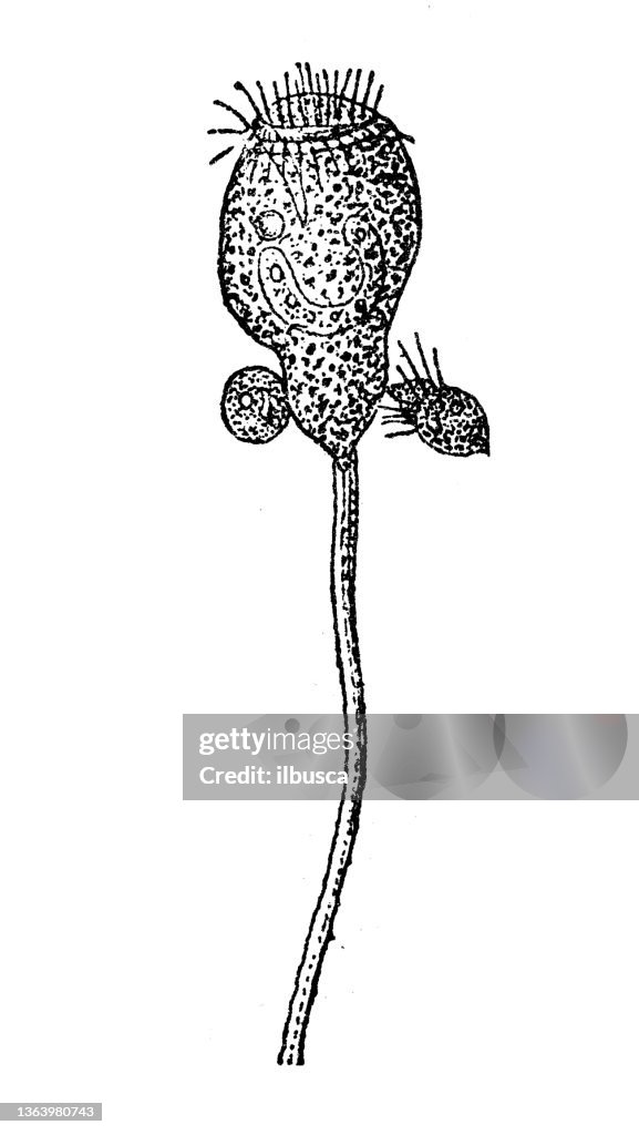 Antique illustration: Vorticella microstoma