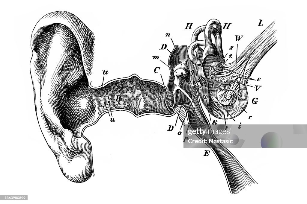 Illustrazione dell'orecchio umano con timpano della tromba di Eustachio