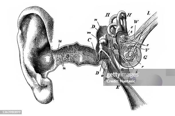 stockillustraties, clipart, cartoons en iconen met human ear illustration with eustachian tube ear drum - menselijk oor