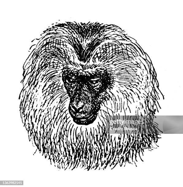 antique illustration: lion-tailed macaque (macaca silenus), or the wanderoo - macaque stock illustrations