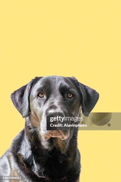 female black labrador retriever dog on colored yellow background with copy space - yellow labrador retriever photos et images de collection