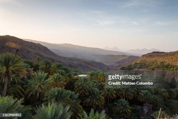 valley with palm trees at sunrise, western hajar, oman - date palm tree stock pictures, royalty-free photos & images