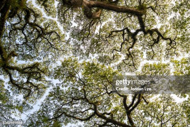 dipterocarp trees forming patterns in sky - dipterocarp tree fotografías e imágenes de stock