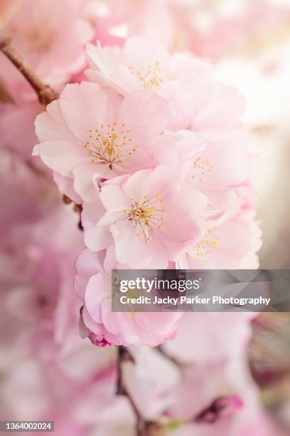beautiful, pink, spring cherry blossom flowers of prunus 'accolade' ornamental cherry tree - cerejeira árvore frutífera - fotografias e filmes do acervo