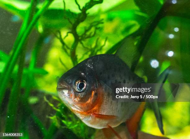 close-up of fish swimming in water - pacu fish stock pictures, royalty-free photos & images