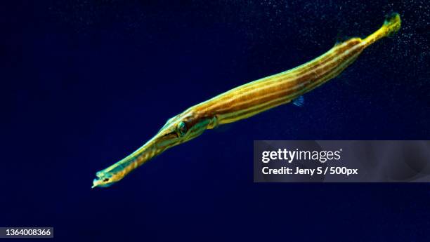 Long Thin Fish Photos et images de collection - Getty Images