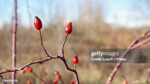 rosa canina common rose hips,late autumn view,italy - ca nina stock pictures, royalty-free photos & images