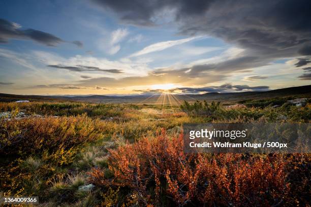 fall colors,scenic view of field against sky during sunset,ringebu,norway - autumn norway stock pictures, royalty-free photos & images