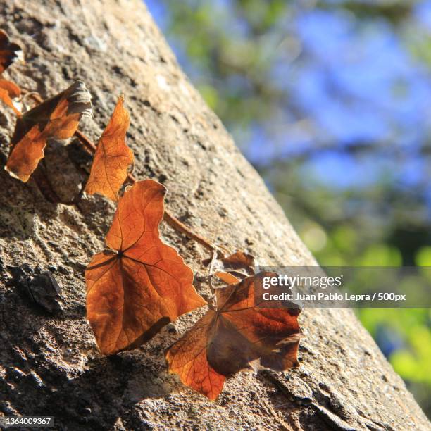 close-up of dry maple leaves on tree trunk - lepra stock pictures, royalty-free photos & images