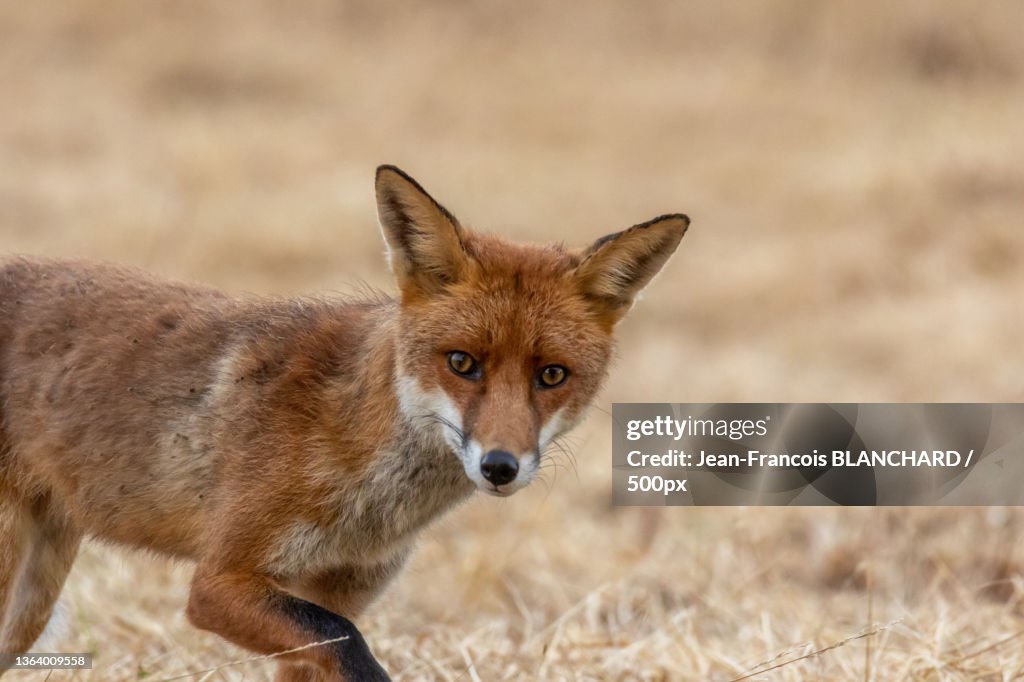 Rennard Roux Renard Roux Vulpes Vulpes Portrait Of Red Fox Standing On Field France ...