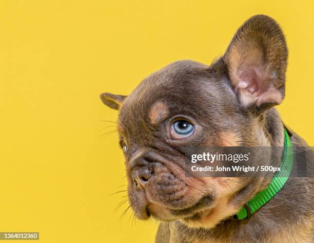 french bulldog puppy,close-up of french bullbullpurebred lap pug against yellow background,united kingdom,uk - french bulldog stock pictures, royalty-free photos & images