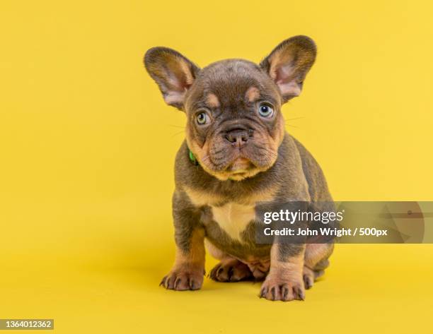 french bulldog puppy,portrait of french bullbullpurebred lap dog against yellow background,united kingdom,uk - cute puppies stock pictures, royalty-free photos & images