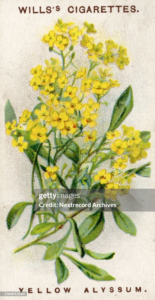 Yellow Alyssum, Alpine Flowers series, collectible cigarette card, 1913