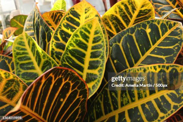 bright yellow and green leaves on a croton plant - croton plant bildbanksfoton och bilder