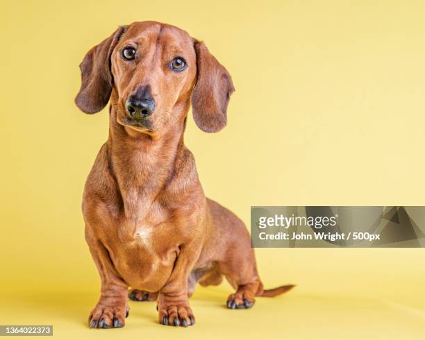 dachshund,portrait of yellow dachshund against yellow background,united kingdom,uk - dackel stock-fotos und bilder